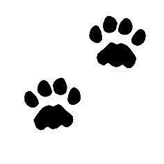 236x236 Continue With More Print Related Ideas Such Wildcat Paw Clip Art