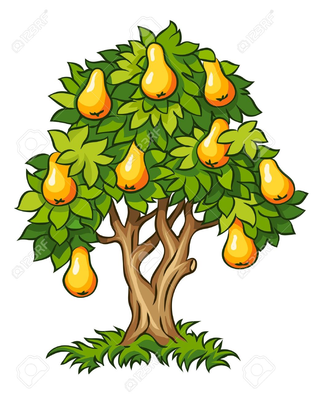 1035x1300 Pear Tree With Ripe Fruits Illustration Isolated On White