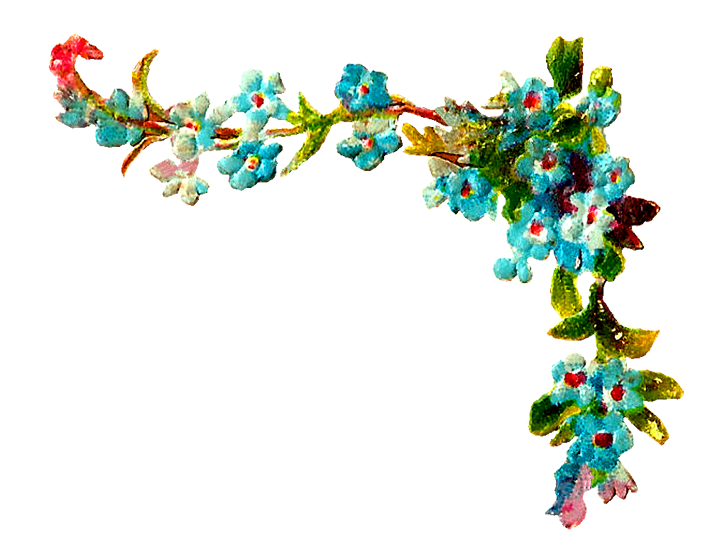 1000x785 Antique Images Free Wildflower Forget Me Not Clip Art Digital