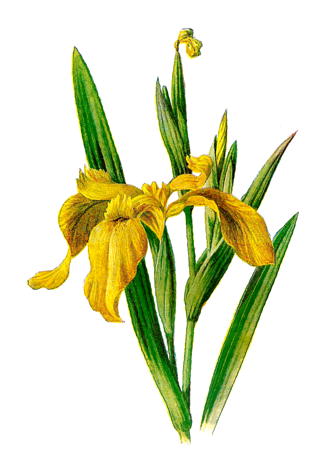 1119x1600 Antique Images Printable Flower Clip Art Wildflower Yellow Iris