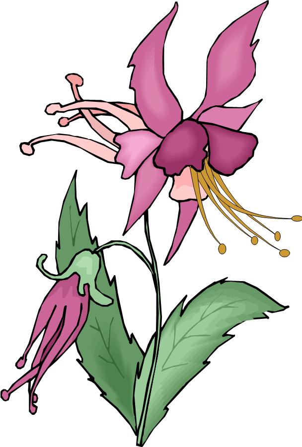 608x900 Clipart Wild Flower