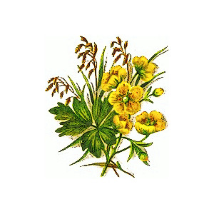 300x300 Clipart Of Wildflowers