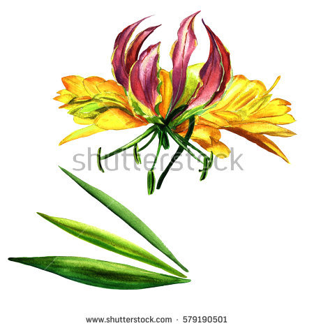 450x470 Wild Flowers Clipart