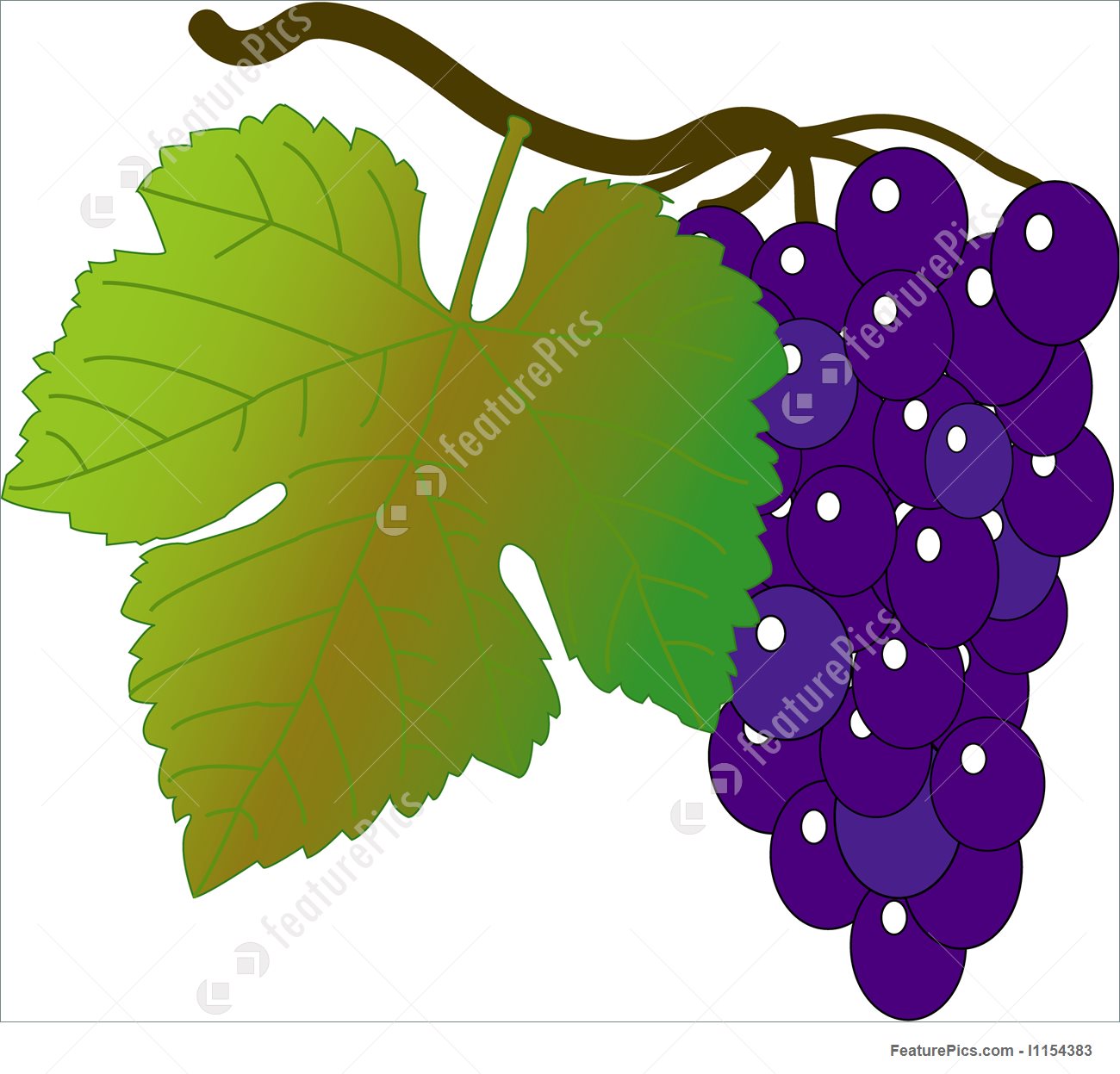 1300x1247 Illustration Of Wine Grapes