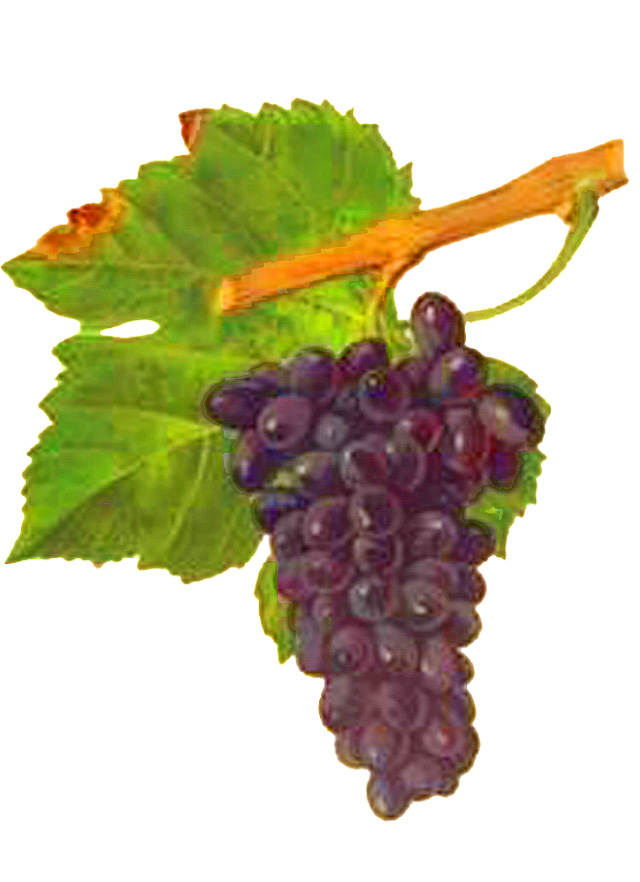 640x882 Persan (Grape)