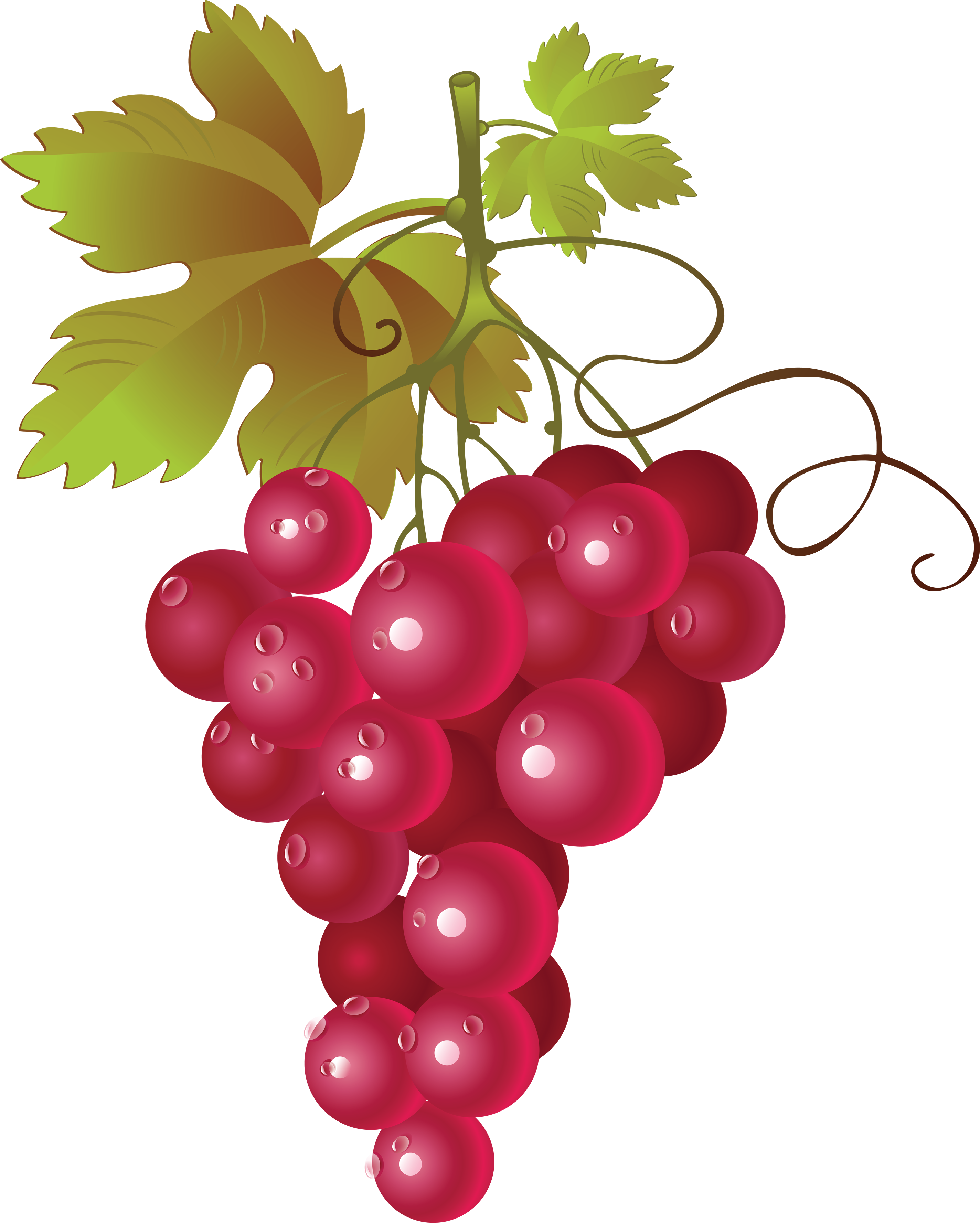 2848x3554 Wine Grapes Clipart Png
