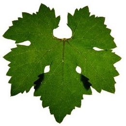 260x260 Zinfandel Leaf Wine And Grapes Leaves, Wine