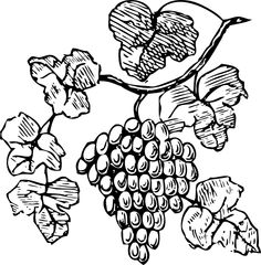 236x240 White Wine Grapes Clipart