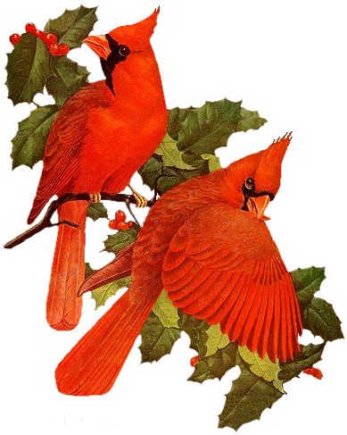 Winter Cardinal Clipart