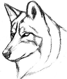 236x279 How Cool Dose This Look. Wolves Drawings, Drawing