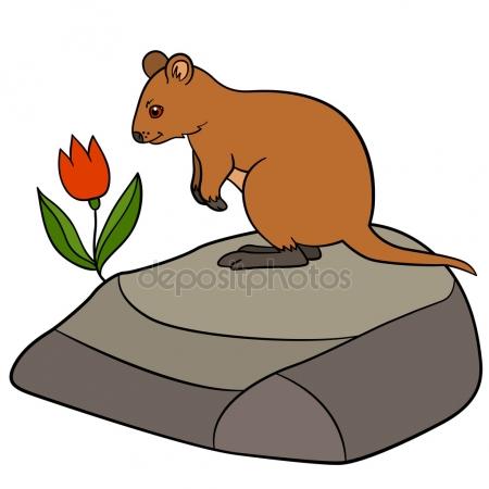 450x450 Wombat Clipart Quokka