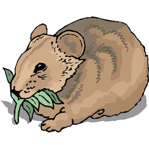 300x300 Wombat Clip Art