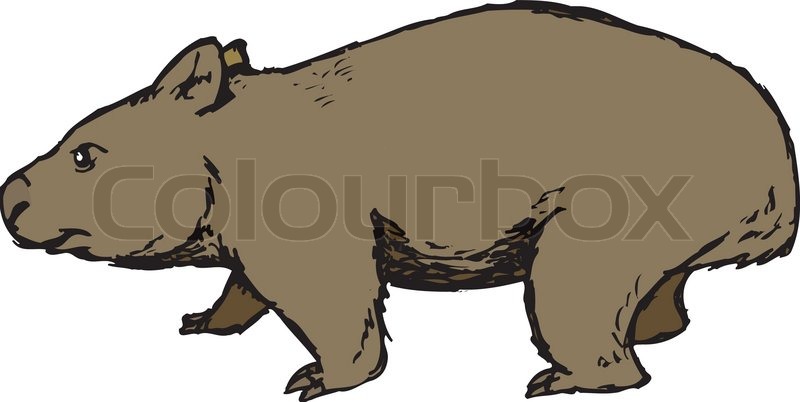 800x402 Wombat Clipart