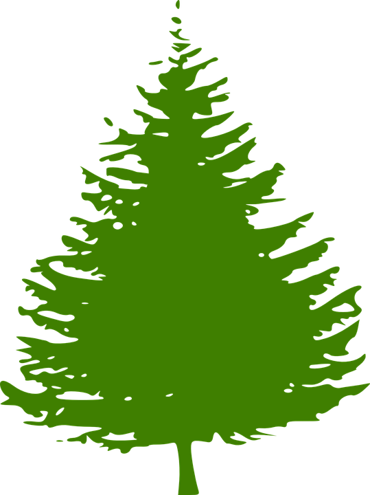 539x720 Fir Tree Clipart Coniferous Tree