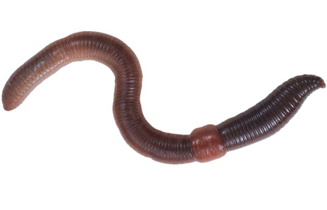 464x298 Earth Worm Clip Art Clipart