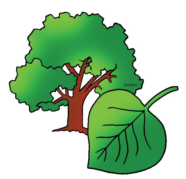 648x624 United States Clip Art By Phillip Martin, State Tree Of Wyoming