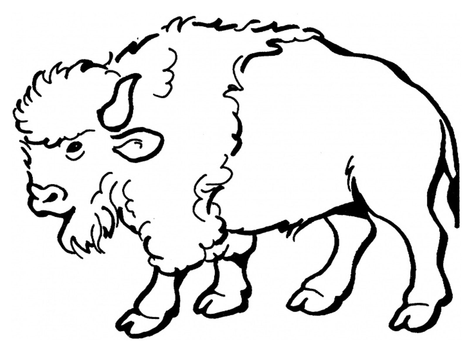 1600x1200 Top 84 Bison Clip Art