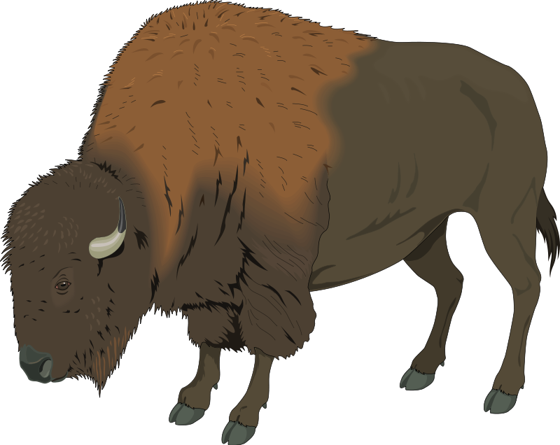 800x636 Yak Clipart