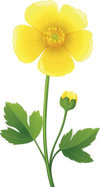 330x612 Buttercup Clipart Big Flower