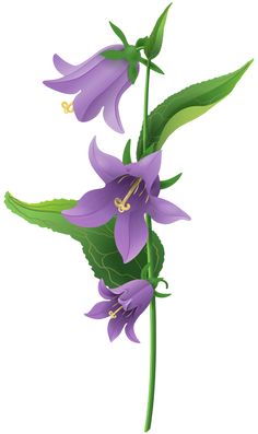 236x397 Bellflower Png Transparent Bellflower.png Images. Pluspng