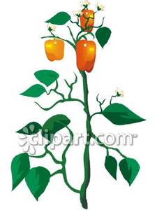 225x300 Orange Bell Pepper Plant Royalty Free Clipart Picture
