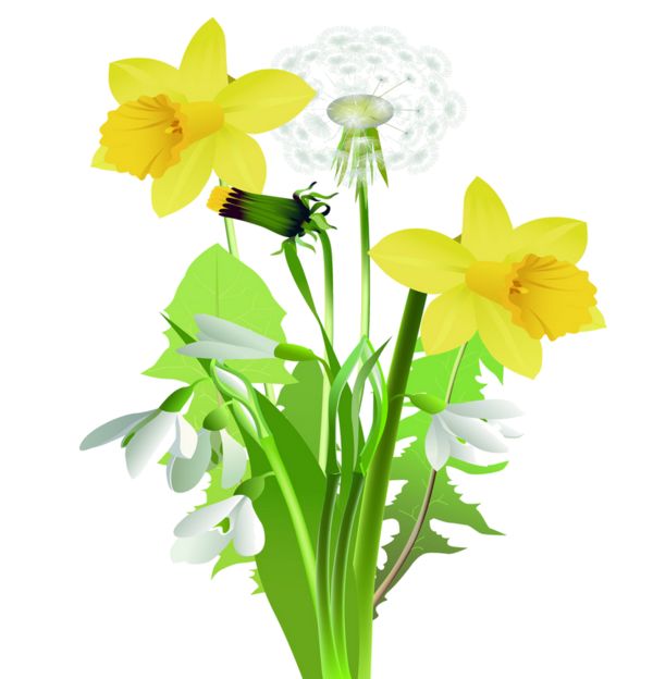 600x624 225 Best Flower Clipart Images Pictures, Flower