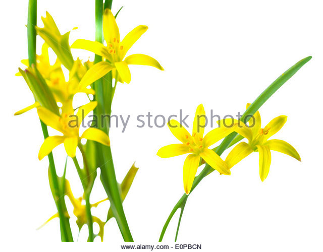 640x500 Yellow Flower Clipart Yellow Star