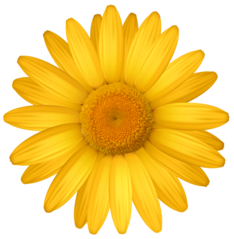 333x339 Daisy Clipart Yellow Daisy