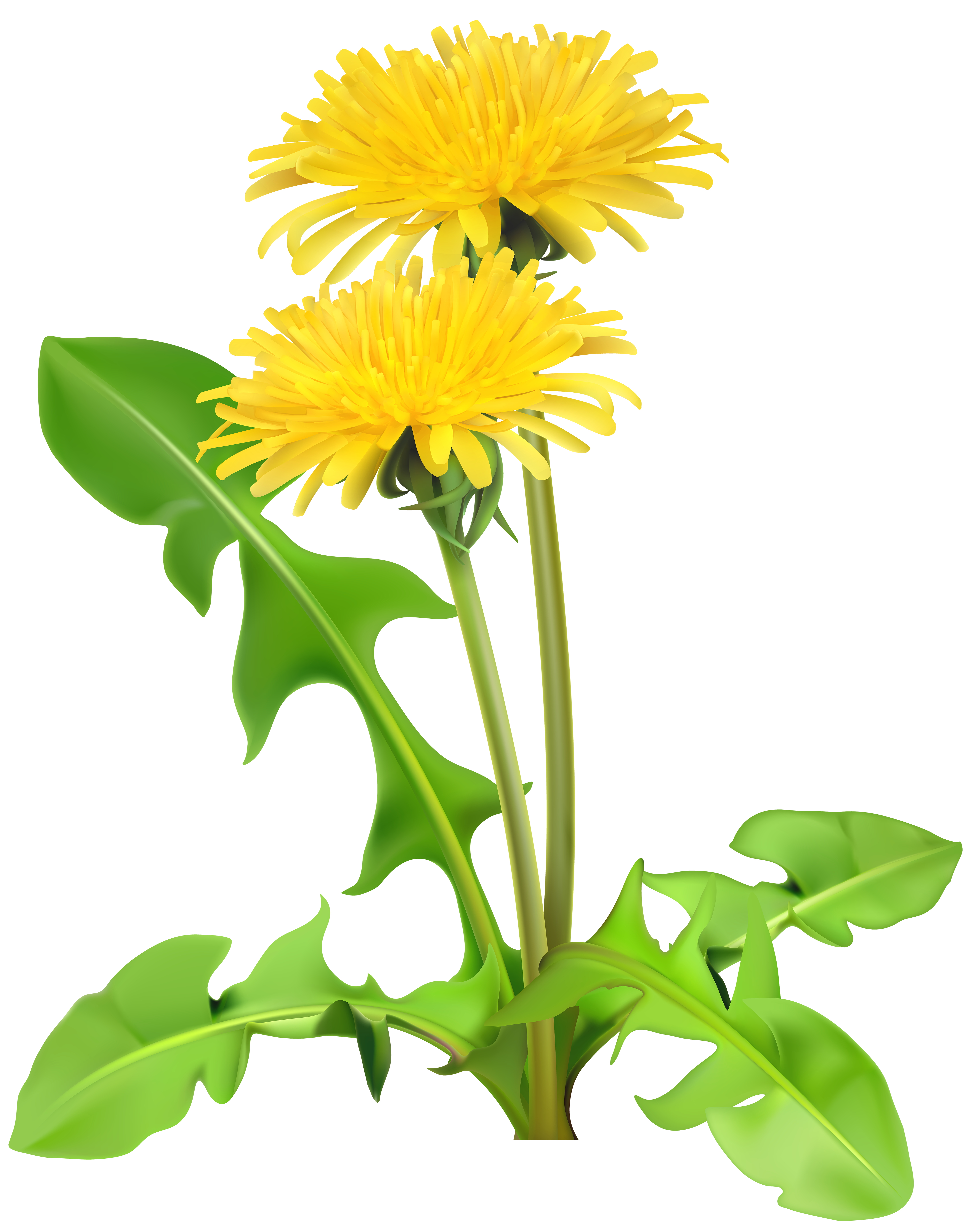 4730x6000 Dandelion Daisy Clipart, Explore Pictures