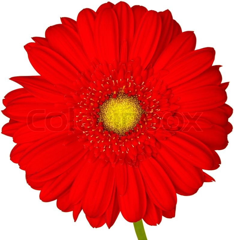 780x800 Red And Yellow Gerbera Daisy Isolated On White Background