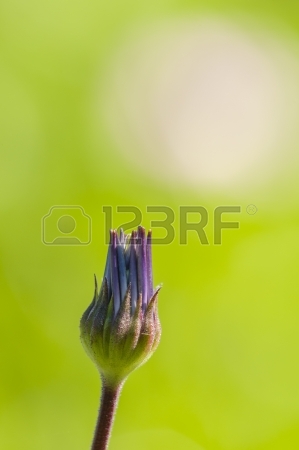 299x450 Three Daisies In Side View Stock Photo, Picture And Royalty Free
