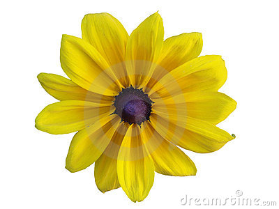 400x300 Yellow Daisy Clipart