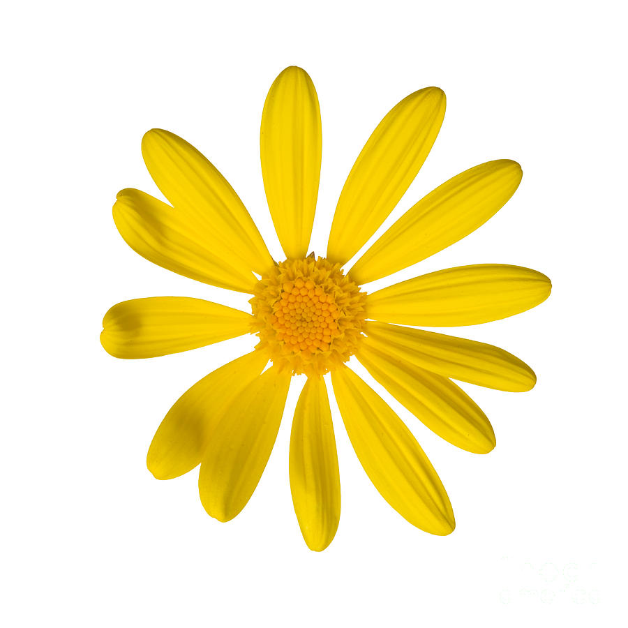 900x900 Yellow Daisy Photograph By Ei Katsumata