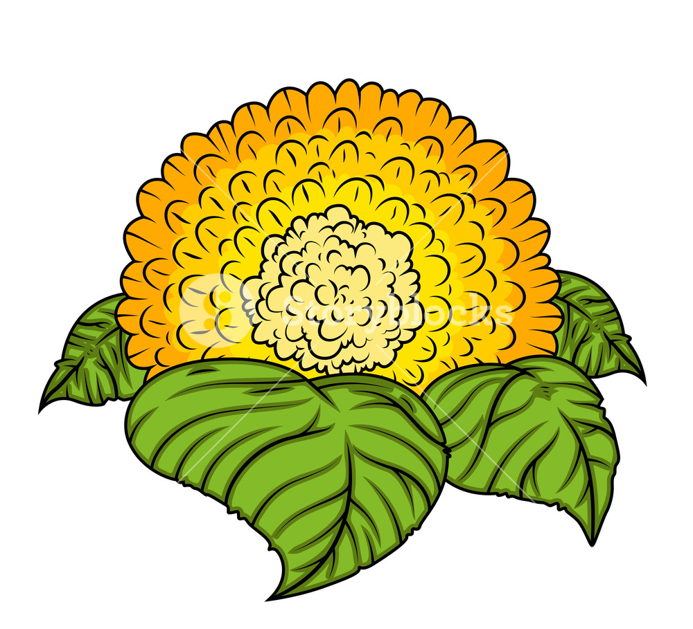 1000x909 Yellow Daisy Royalty Free Stock Image