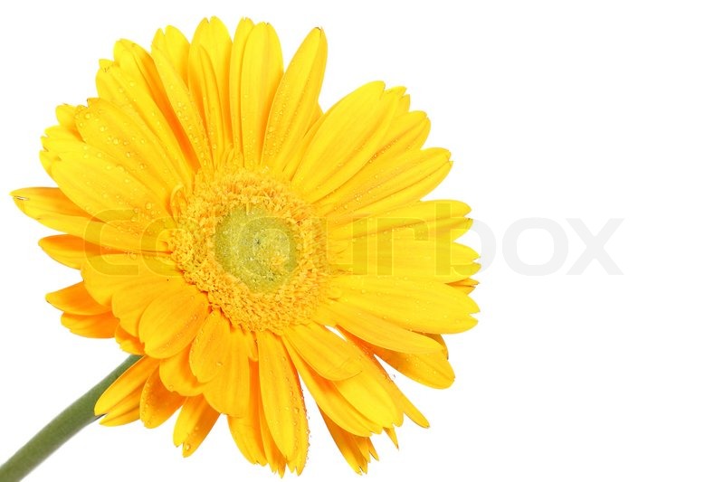 800x533 Yellow Daisy Flower Isolated On White Stock Photo Colourbox