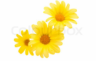 320x203 Yellow Daisy Flower Isolated On White Background Stock Photo