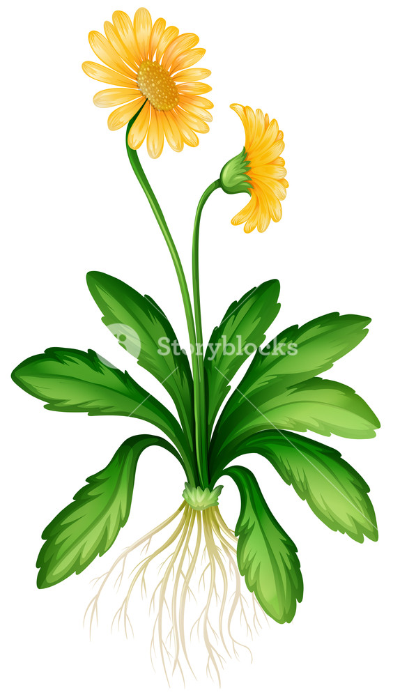 564x1000 Yellow Daisy With Roots Illustration Royalty Free Stock Image