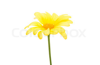 320x209 Yellow Gerbera Daisy Flower Stock Photo Colourbox