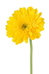 199x300 Yellow Gerbera Daisy Flower Isolated On White Background. Royalty