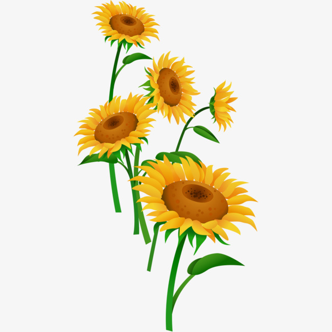 650x651 Cartoon Yellow Daisy, Cartoon Flowers, Cartoon Daisy, Flowers Png