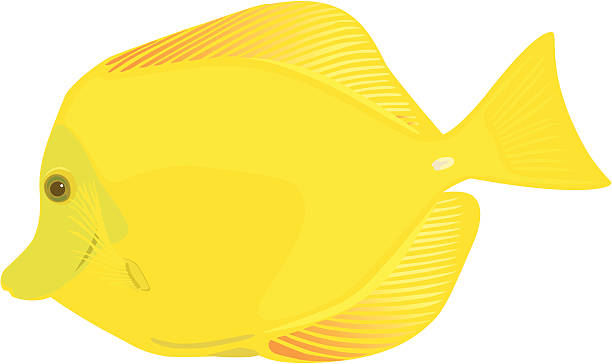 612x364 Fish Clipart Yellow Tang