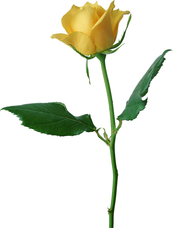 608x800 Large Yellow Rose Png Clipartu200b Gallery Yopriceville