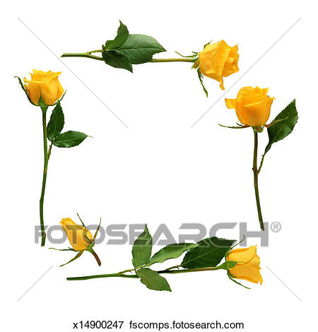 450x470 Picture Of Yellow Rose Border X14900247