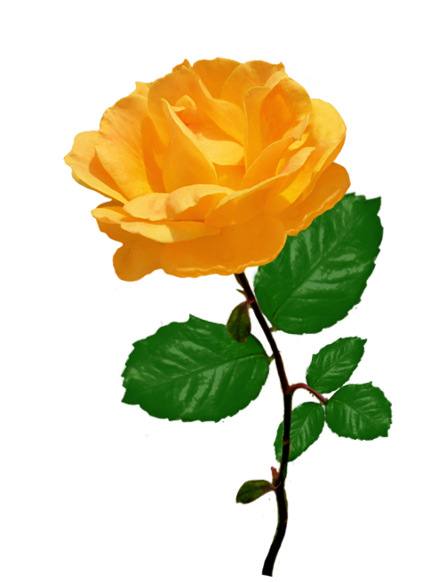 494x655 Rose Clipart