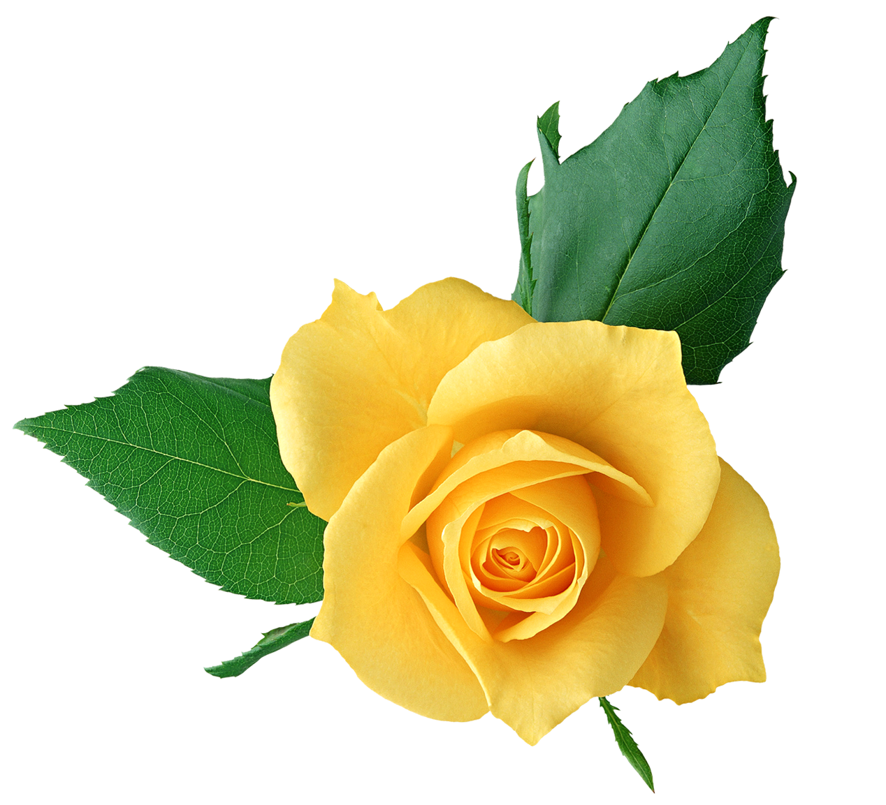 1268x1153 Yellow Rose Png Transparent Pictureu200b Gallery Yopriceville