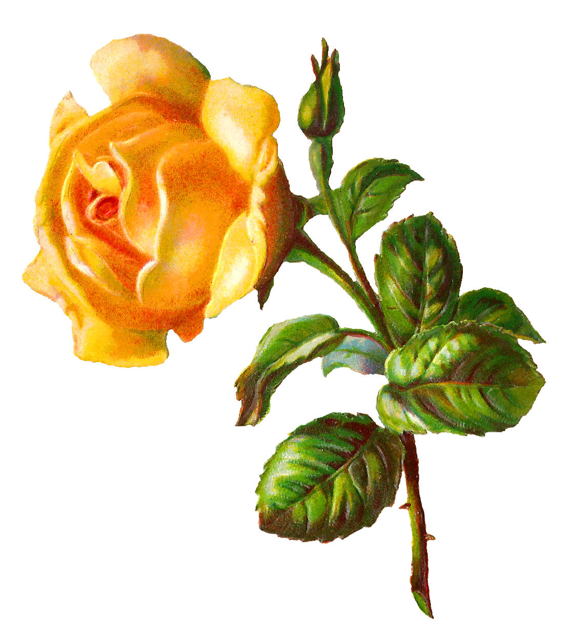 Yellow Rose Clipart | Free download on ClipArtMag