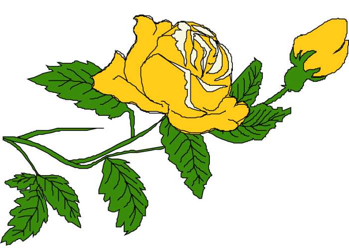 700x505 Yellow Rose Clipart Boarder