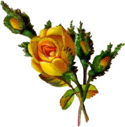 247x250 Yellow Rose Clipart Single