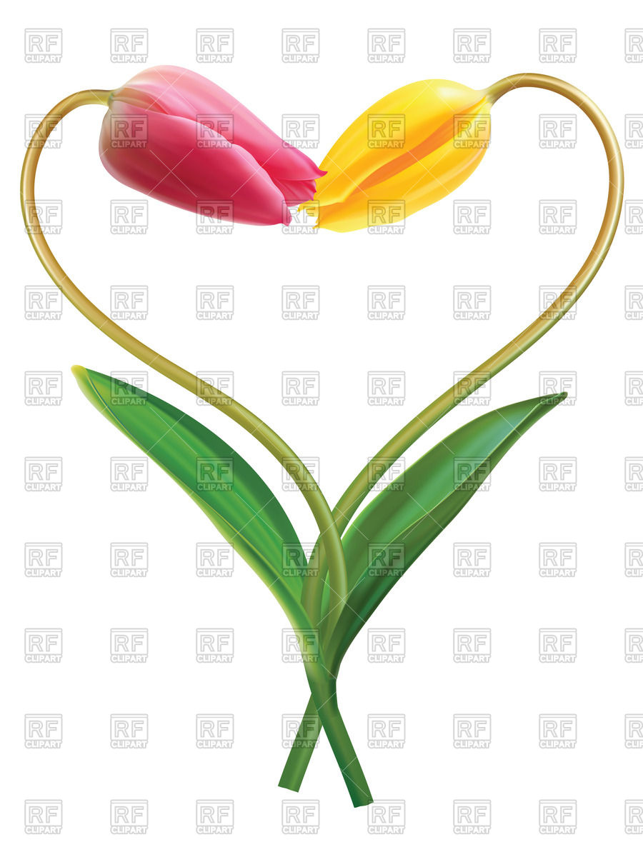 900x1200 Heart Made Of Two Yellow Tulips Royalty Free Vector Clip Art Image