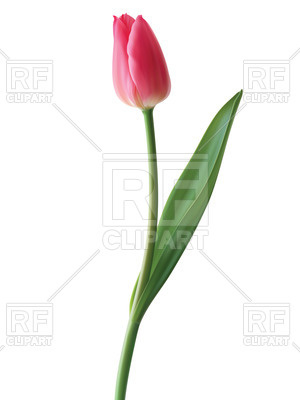 300x400 Realistic Tulip Royalty Free Vector Clip Art Image